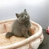 ブリティッシュショートヘア