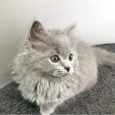 ブリティッシュロングヘア