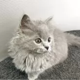 ブリティッシュロングヘア