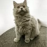 ブリティッシュロングヘア【大阪府・女の子・2025年4月12日・ブルー】の写真5