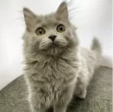 ブリティッシュロングヘア【大阪府・女の子・2025年4月12日・ブルー】の写真6