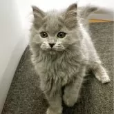 ブリティッシュロングヘア【大阪府・女の子・2025年4月12日・ブルー】の写真7