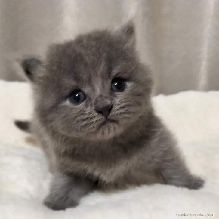 ID：2309-00917の子猫