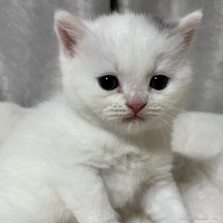 ID：2409-02186の子猫