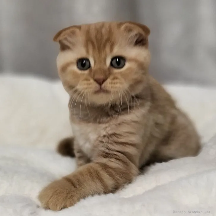 ID：2307-03636の子猫