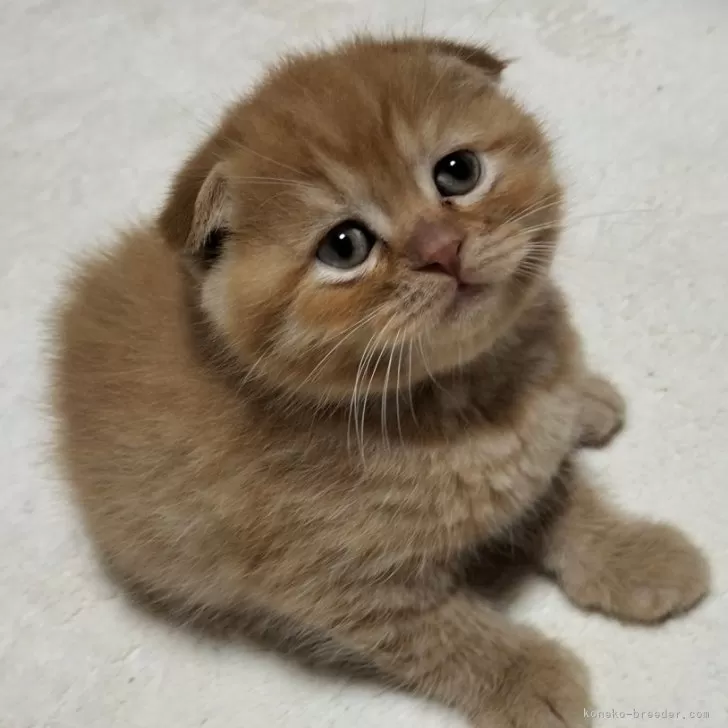 ID：2405-02510の子猫
