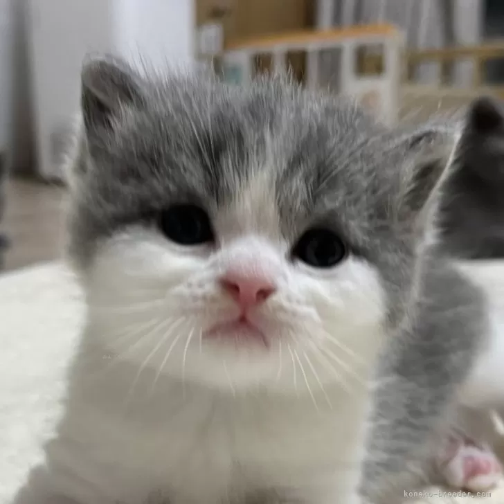 ID：2408-00919の子猫