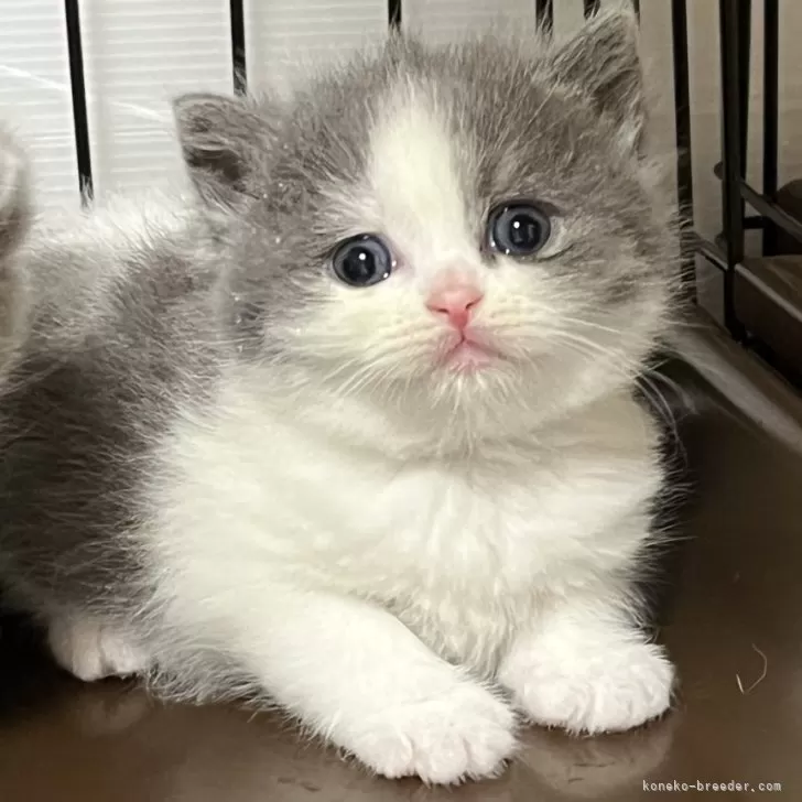ID:2408-00916の子猫