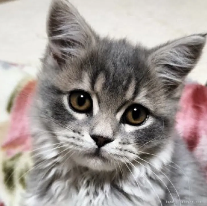 ID:2311-02085の子猫