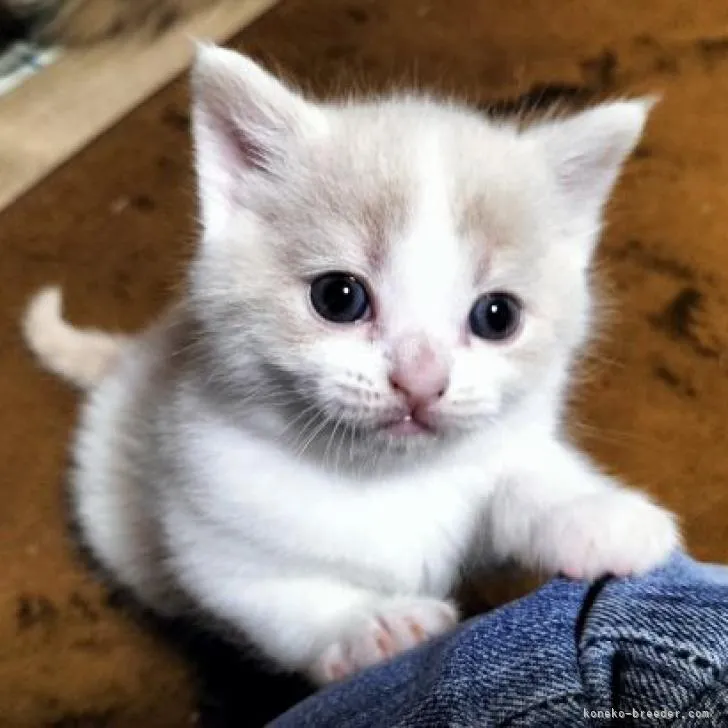 ID:2211-01015の子猫