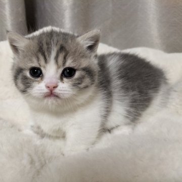 マンチカン(短足)【奈良県・女の子・2023年3月10日・ブルーパッチドタビー（ショートヘア）】の写真「きれいな女の子です」