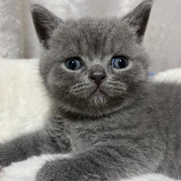 ブリティッシュショートヘア【奈良県・男の子・2024年6月20日・ブルー（ショートヘア）】の写真「まんまるお顔のマイペースくん！」