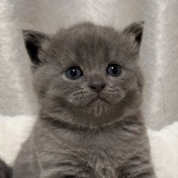 ブリティッシュショートヘア【奈良県・男の子・2023年9月24日・ブルー（ショートヘア）】の写真「ビロードのようなてざわりのまんまるくん！」