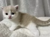 スコティッシュフォールド(立ち耳)【奈良県・男の子・2024年8月28日・クリーム&ホワイト】の写真3