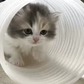 マンチカン(長足)【奈良県・女の子・2025年8月19日・ダイリュートキャリコ】の写真10