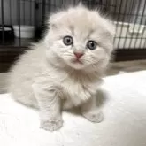 スコティッシュフォールド(折れ耳)【奈良県・男の子・2025年7月24日・クリーム】の写真6