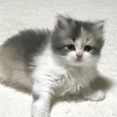 マンチカン(長足)【奈良県・女の子・2025年8月19日・ダイリュートキャリコ】の写真11