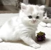 マンチカン(長足)【奈良県・男の子・2025年8月19日・クリームホワイト】の写真4