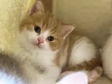 スコティッシュフォールド(立ち耳)【奈良県・男の子・2025年2月12日・レッドタビーホワイト】の写真3