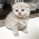 スコティッシュフォールド(折れ耳)【奈良県・男の子・2025年7月24日・クリーム】の写真7