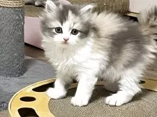 マンチカン(長足)【奈良県・女の子・2025年8月19日・ダイリュートキャリコ】の写真12