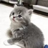 ブリティッシュショートヘア【奈良県・男の子・2025年7月24日・ブルータビーホワイト】の写真12