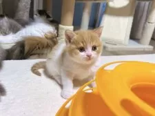 スコティッシュフォールド(立ち耳)【奈良県・男の子・2025年2月12日・レッドタビーホワイト】の写真13