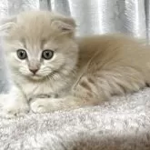 スコティッシュフォールド(折れ耳)【奈良県・男の子・2025年7月24日・クリーム】の写真14