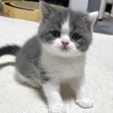 ブリティッシュショートヘア【奈良県・男の子・2025年7月24日・ブルーホワイト】の写真14