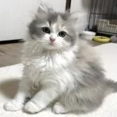 マンチカン(長足)【奈良県・女の子・2025年8月19日・ダイリュートキャリコ】の写真15