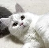 マンチカン(長足)【奈良県・男の子・2025年8月19日・クリームホワイト】の写真11