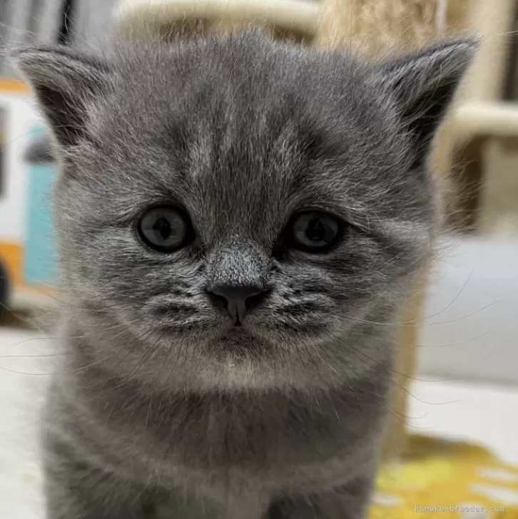 ID:2412-02018の子猫