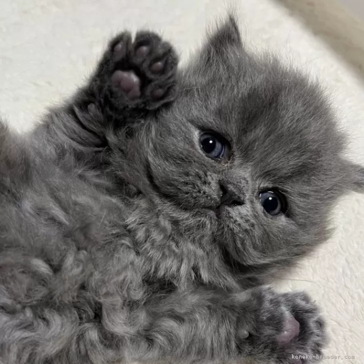 ID:2501-01455の子猫