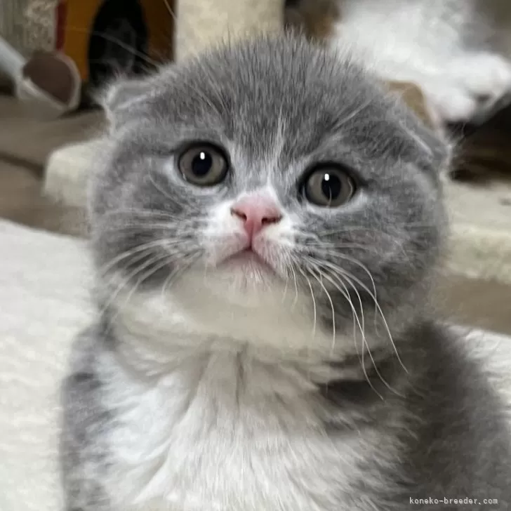 ID：2502-02328の子猫