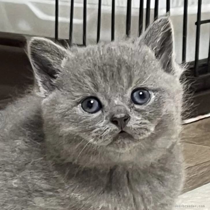 ID：2502-02320の子猫