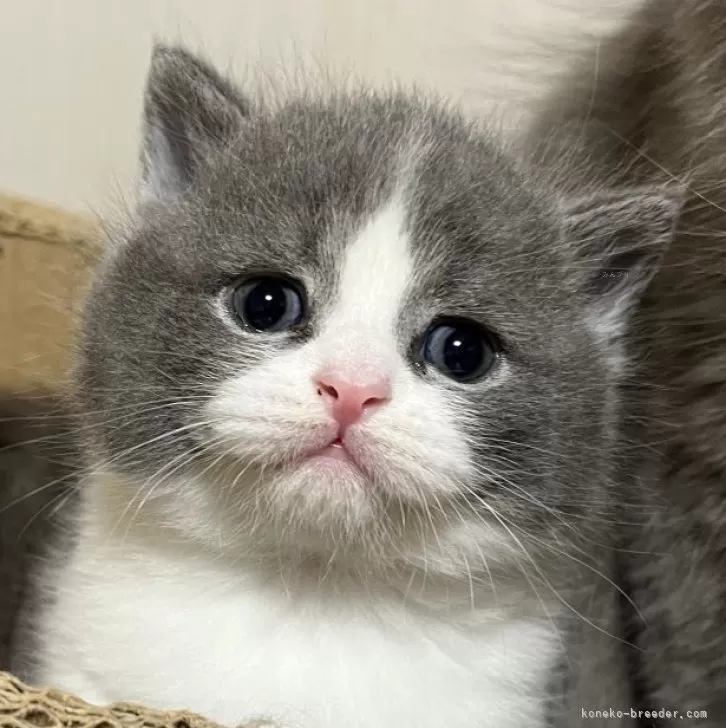 ID:2412-02014の子猫
