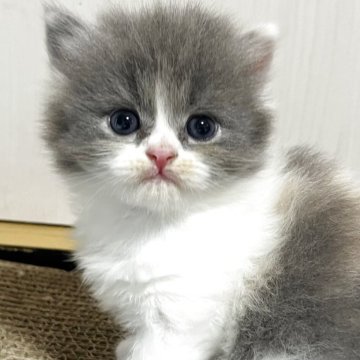 ブリティッシュショートヘア【奈良県・女の子・2025年9月18日・ダイリュートキャリコ（ロング）】の写真「人気のカラーです」