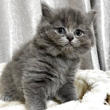 ブリティッシュショートヘア【奈良県・男の子・2025年9月18日・ブルー（ロング）】の写真「ふわふわな男の子」