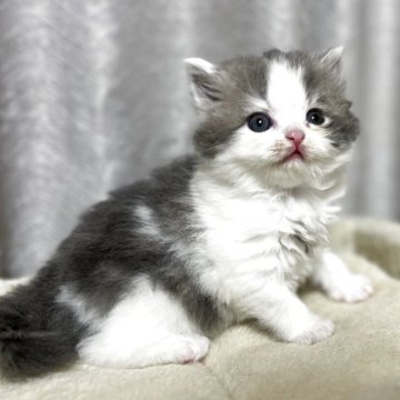 ブリティッシュショートヘア【奈良県・女の子・2025年9月23日・ブルータビーホワイト（ロング）】の写真「説明文をお読みください」