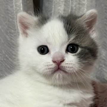 ブリティッシュショートヘア【奈良県・男の子・2025年1月26日・ブルータビーホワイトバン（ショートヘア）】の写真「きれいな男の子」
