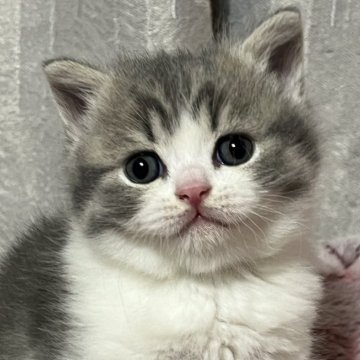 ブリティッシュショートヘア【奈良県・女の子・2025年1月26日・ブルータビーホワイト（ショートヘア）】の写真「やさしい女の子」