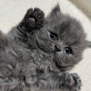 ブリティッシュショートヘア【奈良県・男の子・2024年12月20日・ブルー（ロングヘア）】の写真「とーっても甘えたな男の子」