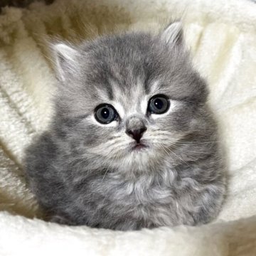 ブリティッシュショートヘア【奈良県・女の子・2025年9月23日・ブルータビー（ロング）】の写真「きれいな女の子」