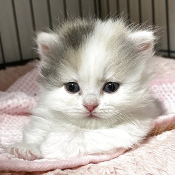 マンチカン(短足)【奈良県・女の子・2025年8月19日・ダイリュートキャリコ（ロングヘア）】の写真「優しい毛色」