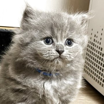 ブリティッシュショートヘア【奈良県・男の子・2025年9月23日・ブルー（ロング）】の写真「ふわふわな男の子」