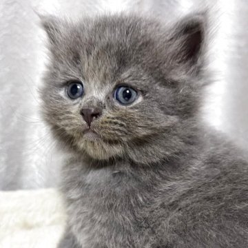 ブリティッシュショートヘア【奈良県・男の子・2025年9月18日・ブルー（ロング）】の写真「ふわふわな男の子」