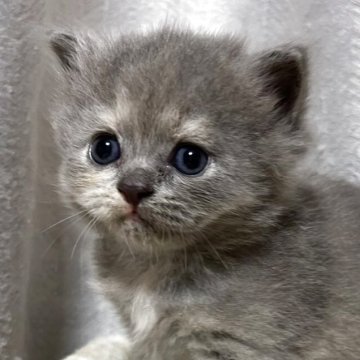 ブリティッシュショートヘア【奈良県・女の子・2025年9月18日・ブルークリーム（ロング）】の写真「きゅるきゅるおめめがかわいい」