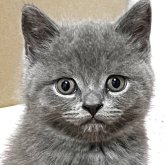 ブリティッシュショートヘア