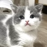 ブリティッシュショートヘア