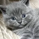 ブリティッシュショートヘア